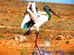 Ruthless Jabiru