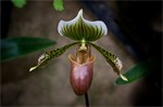 Longwood Gardens
