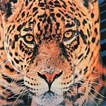 Cavalier marching band camp 2013